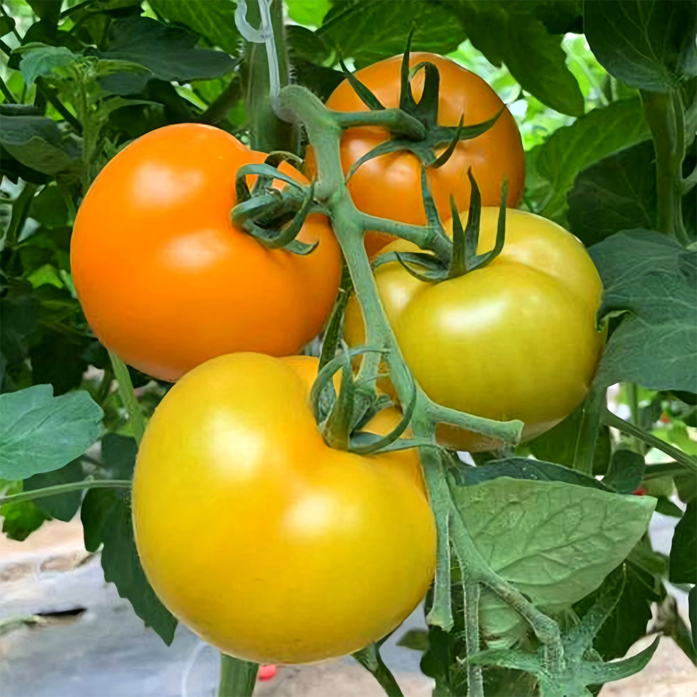 Harvest Gold: 5 Bags (200 Seeds / Bag) of 'Imperial Concubine' Yellow Tomatoes