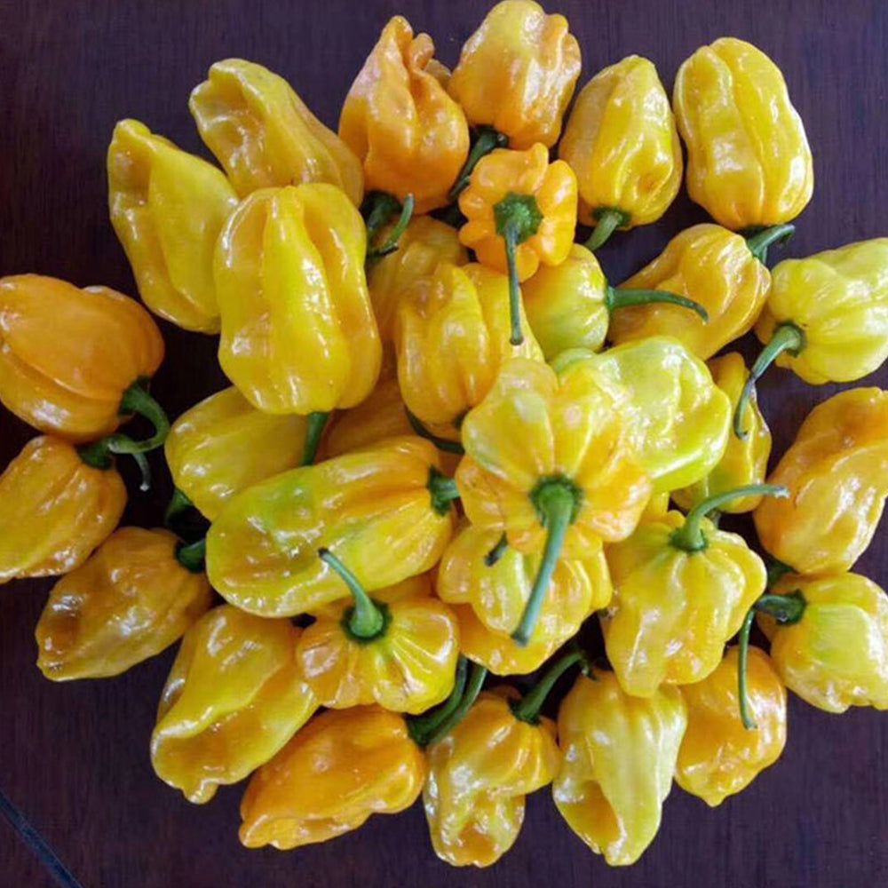 Hybrid F1 Yellow Devil Pepper & Chilli Seeds