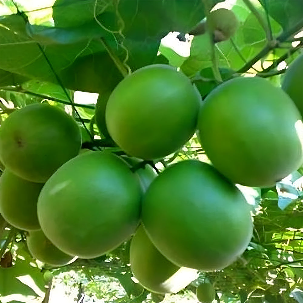 Bellfarm® Monk Fruit Seeds, Pack of 10 Seeds