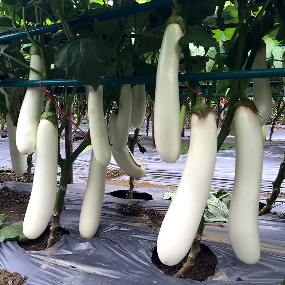 5 Bags (300 Seeds/Bag) of White Long Eggplant Seeds