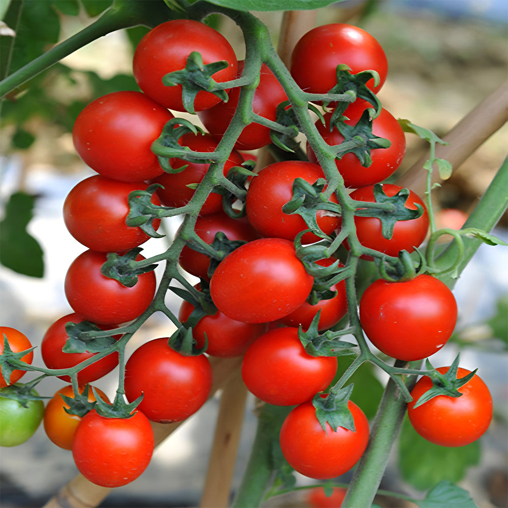 Cascade Beauty: 5 Bags (100 Seeds / Bag) of 'Waterfall' Tomatoes