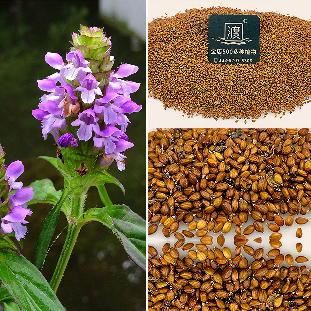Bellfarm® Self Heal Seeds