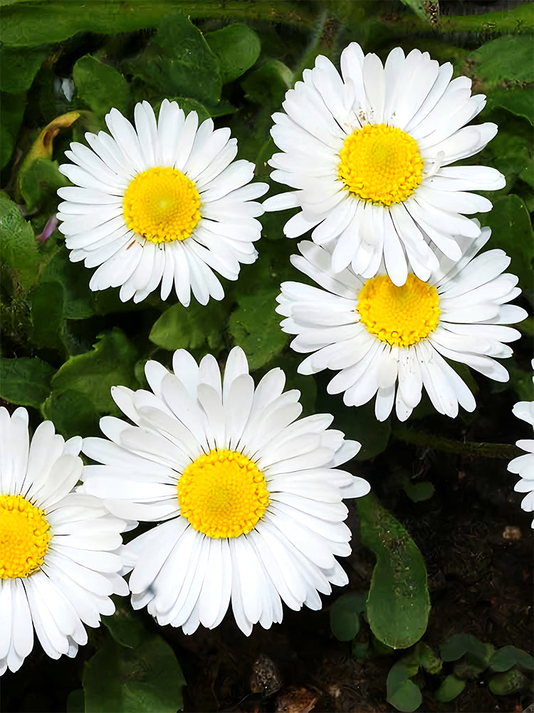 Bellfarm® Mid Sing Daisy, White