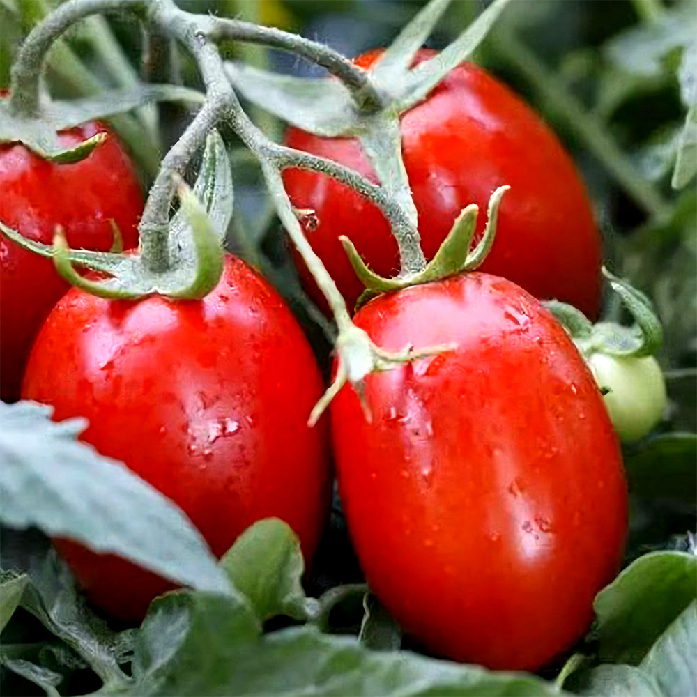 Jam Selection: 5 Bags (200 Seeds / Bag) of Top-Performing Salad Tomatoes
