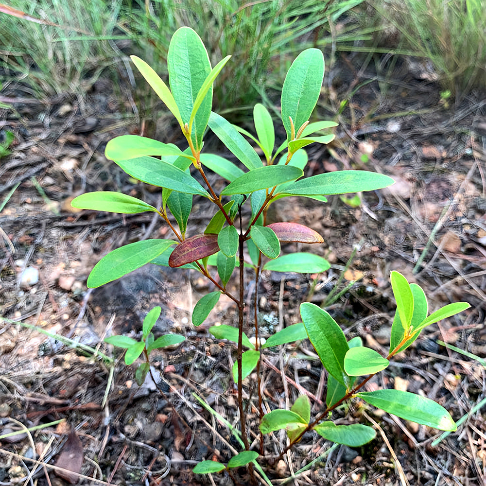 Rhodomyrtus Tomentosa