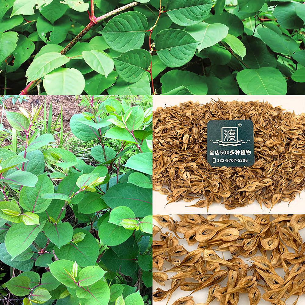 Bellfarm® Reynoutria japonica Seeds