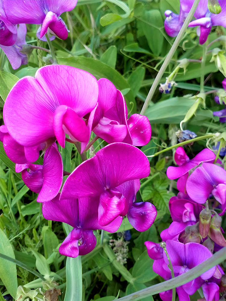 Tall Sweet Pea, Rose Red