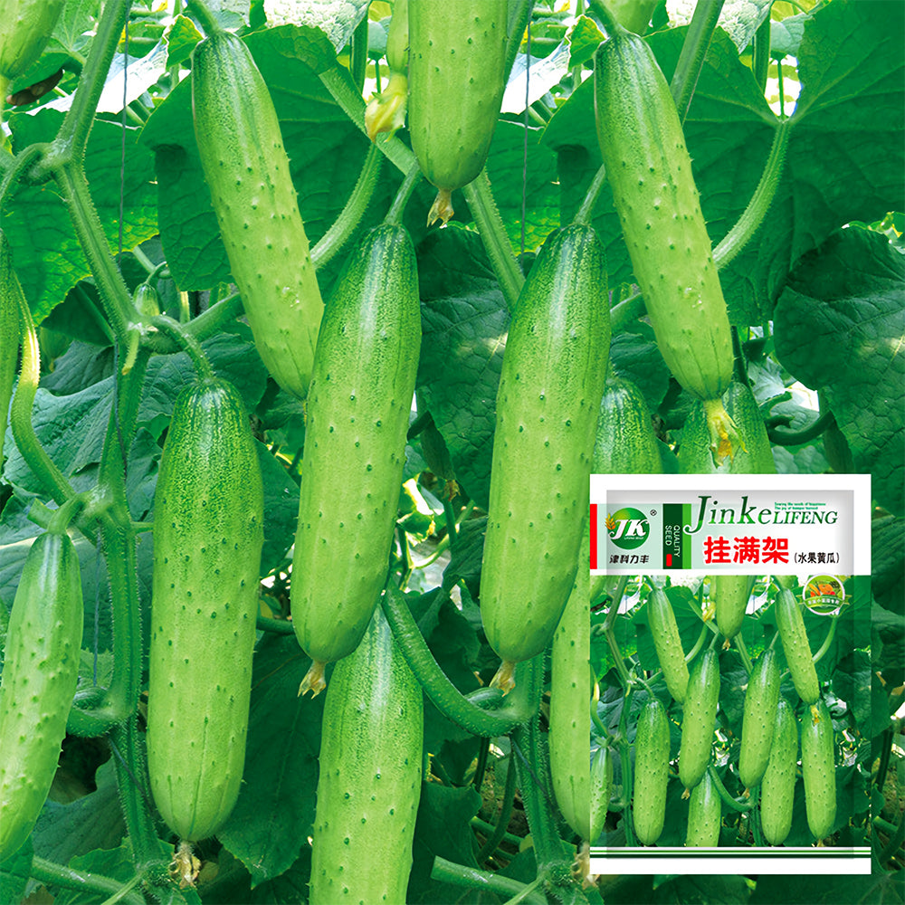 Prolific Vine Delights: 5 Bags (60 Seeds/Bag) of Hanging Cucumber Variety