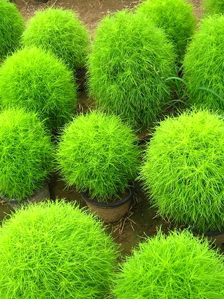 Bellfarm® Kochia Scoparia, Green – MUCIAKIE