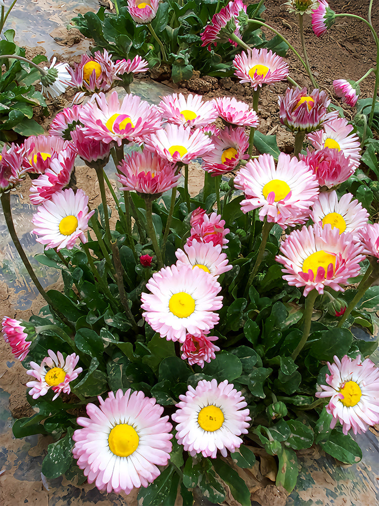 Bellfarm® Mid Dual Daisy, Bi-color