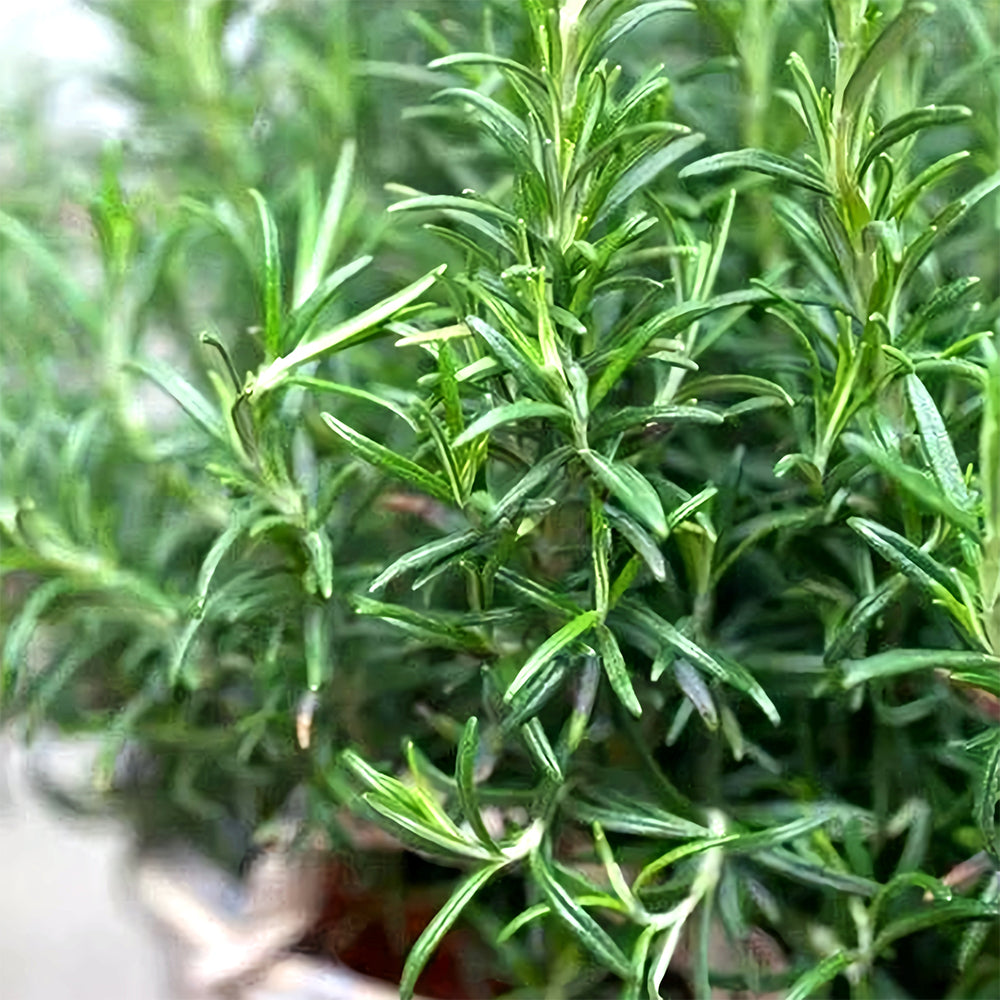 Aromatic Haven: Rosemary Seeds for Fragrant Gardens