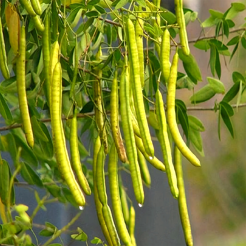 Bellfarm® Semen cassiae Seeds