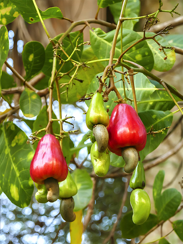 Cashew Tree