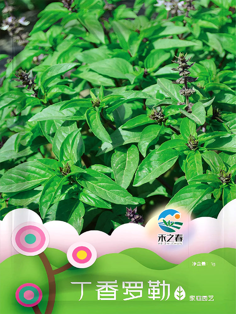 Clove Basil