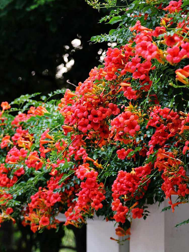 Campsis grandiflora Seeds | Chinese Trumpet Vine | Large-flowered Trumpet  Creeper Climbing Flower  MUCIAKIE