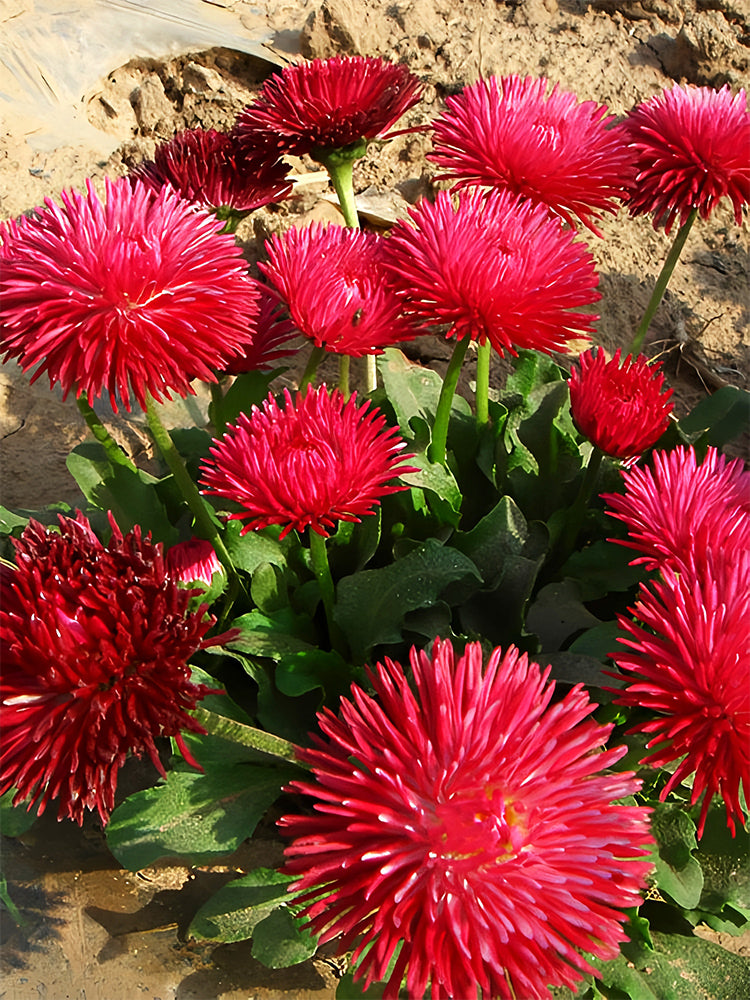 Bellfarm® Lar Daisy, Red