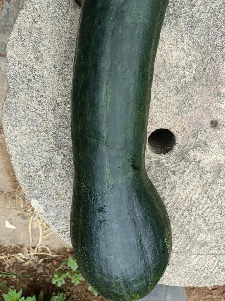 Extra-Early Mobo Squash