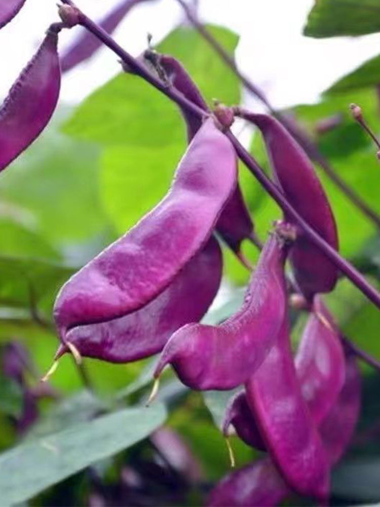 Purple Hyacinth Beans