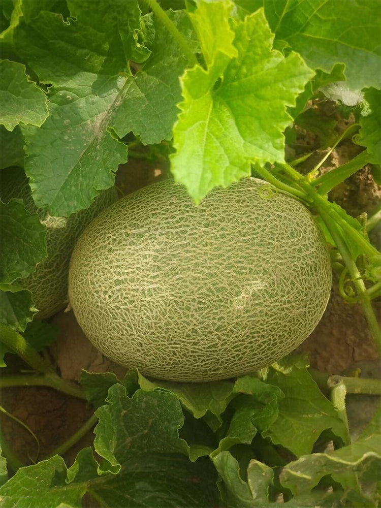 Hami Melons