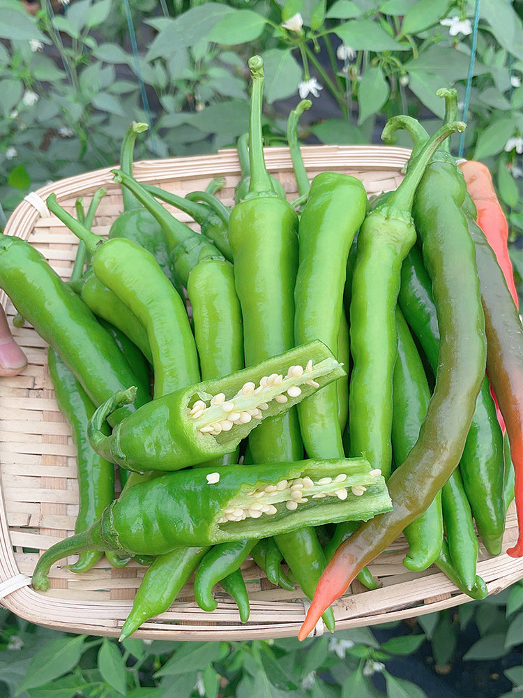 Hangjiao No.1 Peppers
