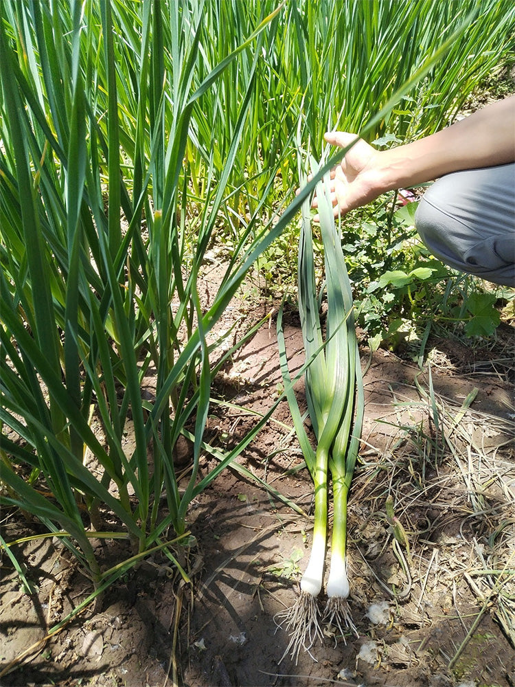 Leek (Allium ampeloprasum var. porrum)