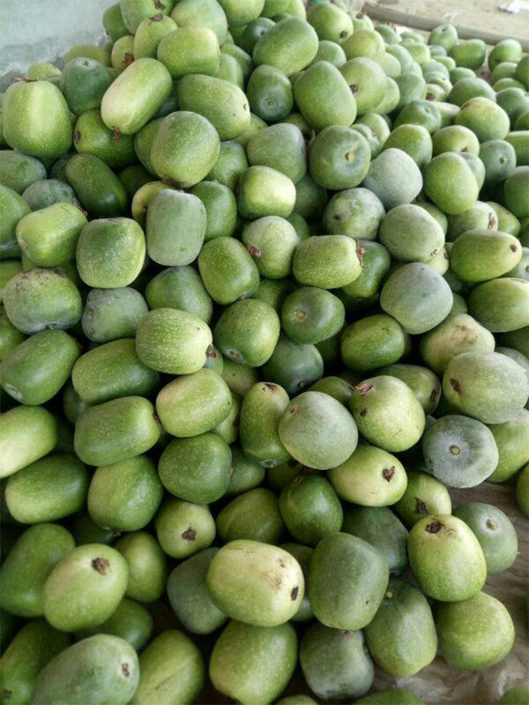 Green Star Wax Gourd