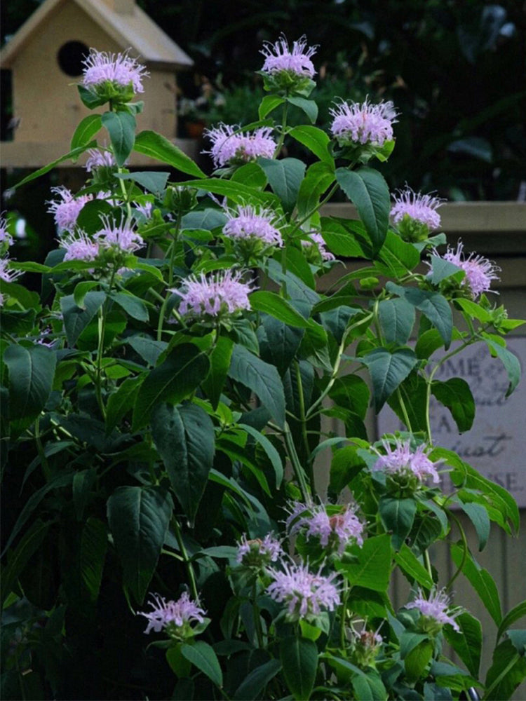 Monarda didyma