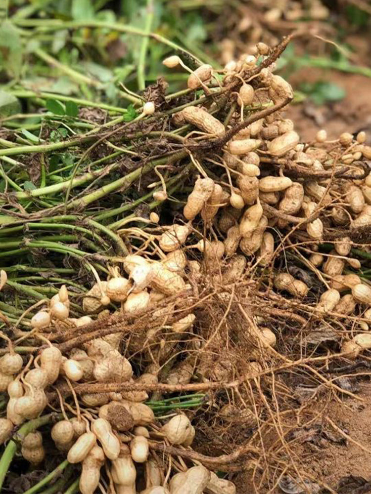 Four-grain Red Peanut
