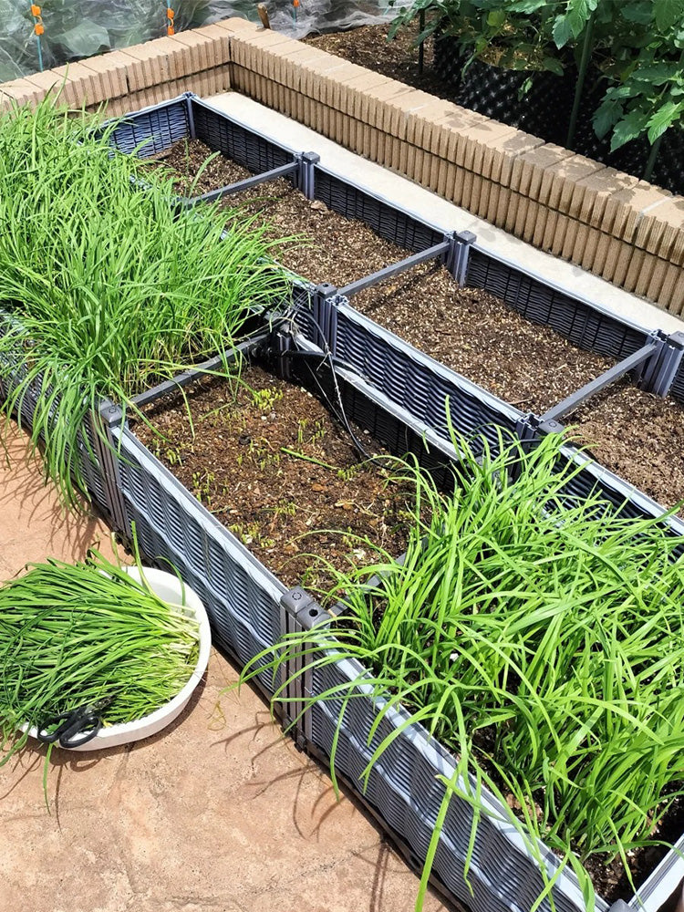 HUAJUN Bonsai Chinese Chives