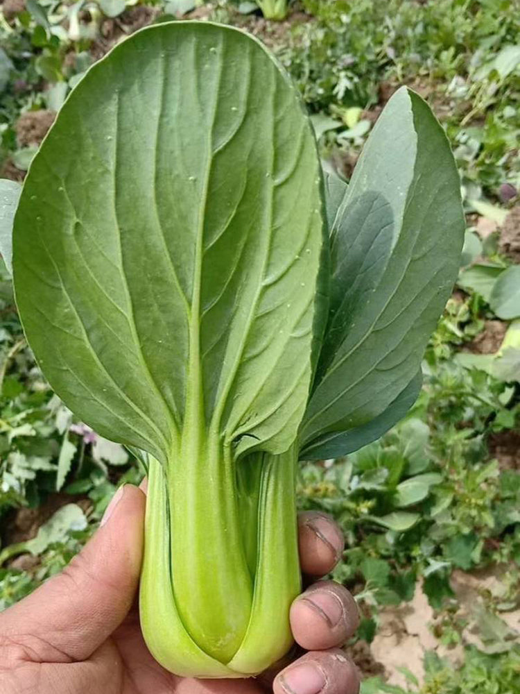 Qingjiang Sweet Pak Choi