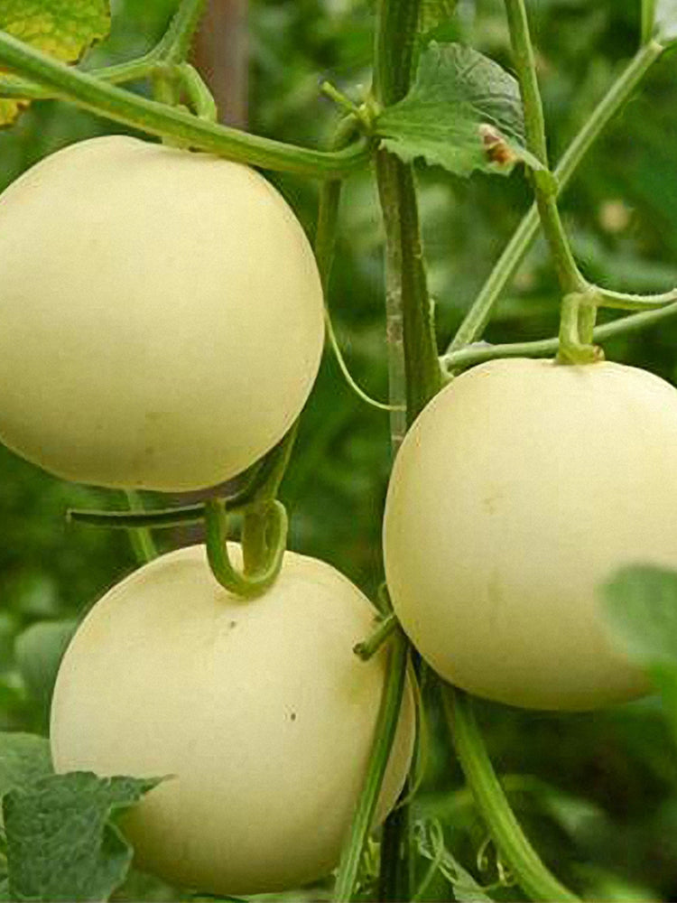 White Honey Jar Melon Hybrid