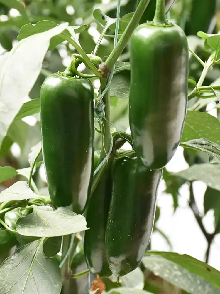 Jintai Hongjiao Chili