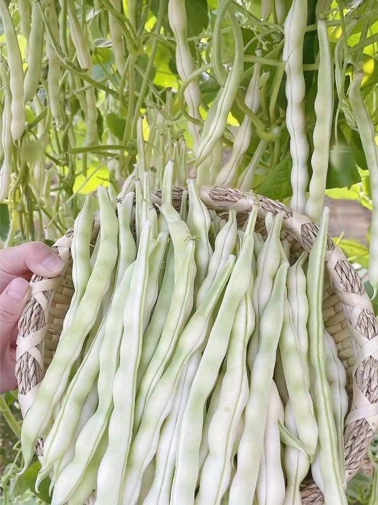 Huajun No.9 Kidney Beans