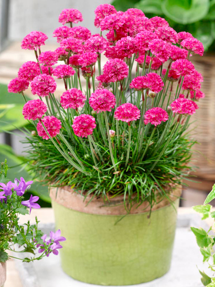 Sea Thrift Armeria Maritima
