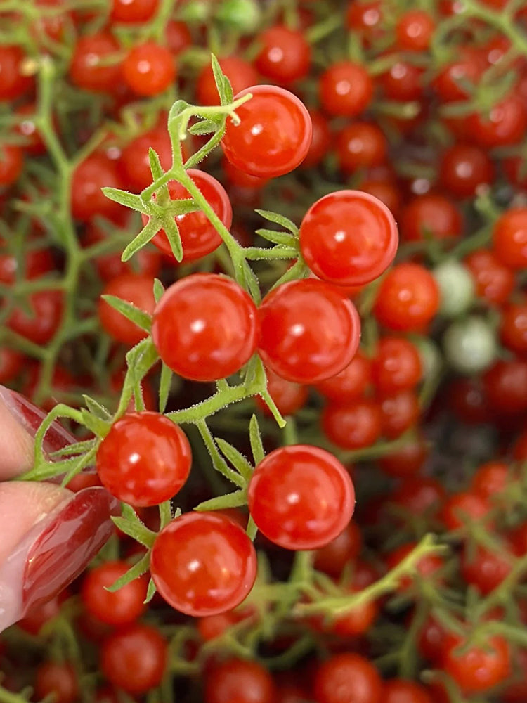Red Currant Tomato