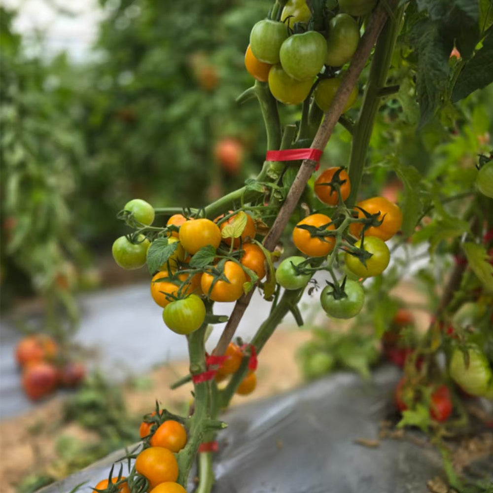 837 Gold Sun Selection Tomato