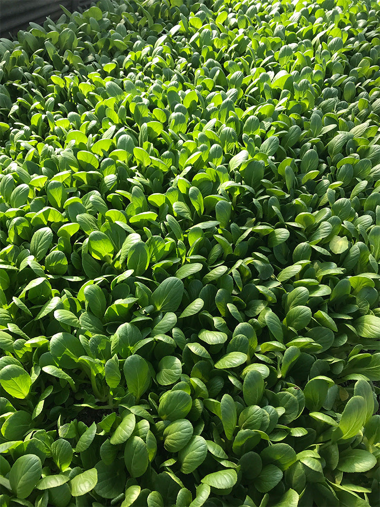 'Tingmei No.1' Baby Bok Choy