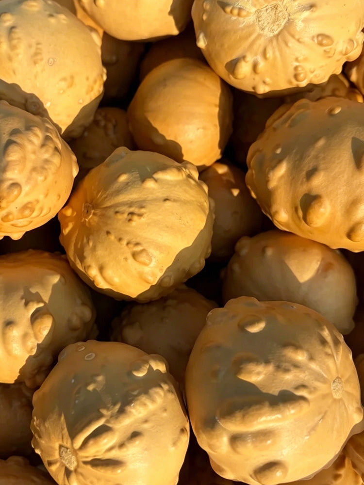 Extra-large Bumpy Gourd