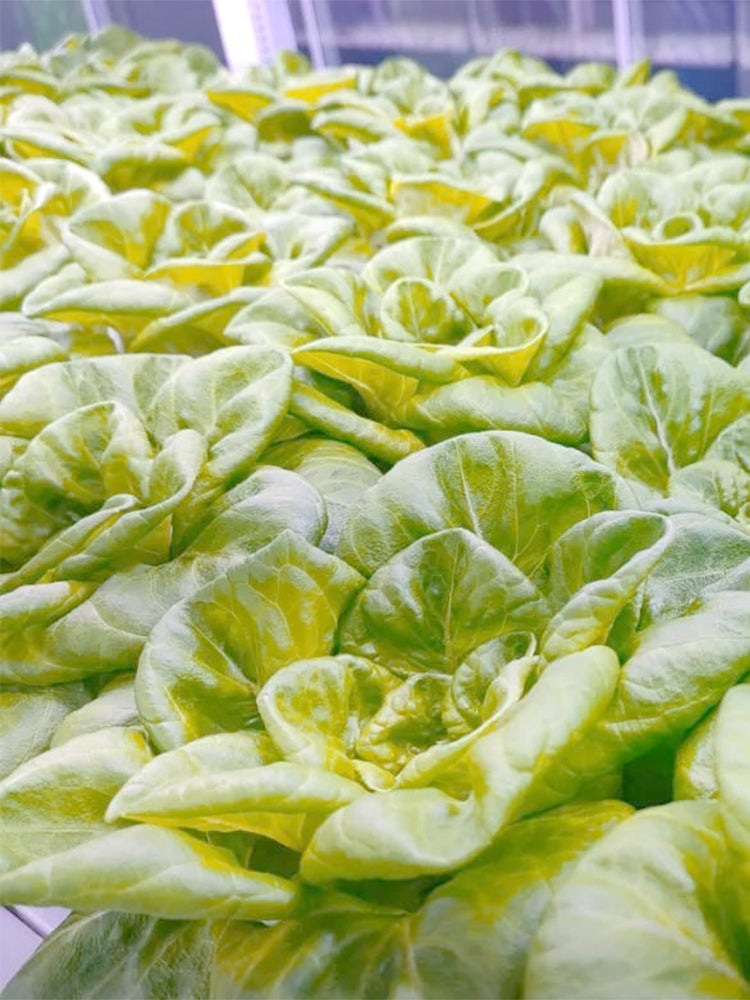 Silken Butter Lettuce (Lactuca sativa)