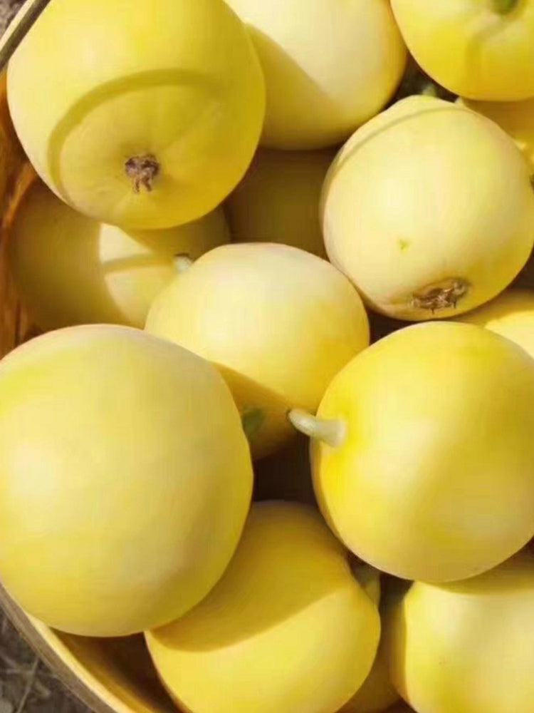 Pale Yellow Crispy Melon, Pear-Shaped