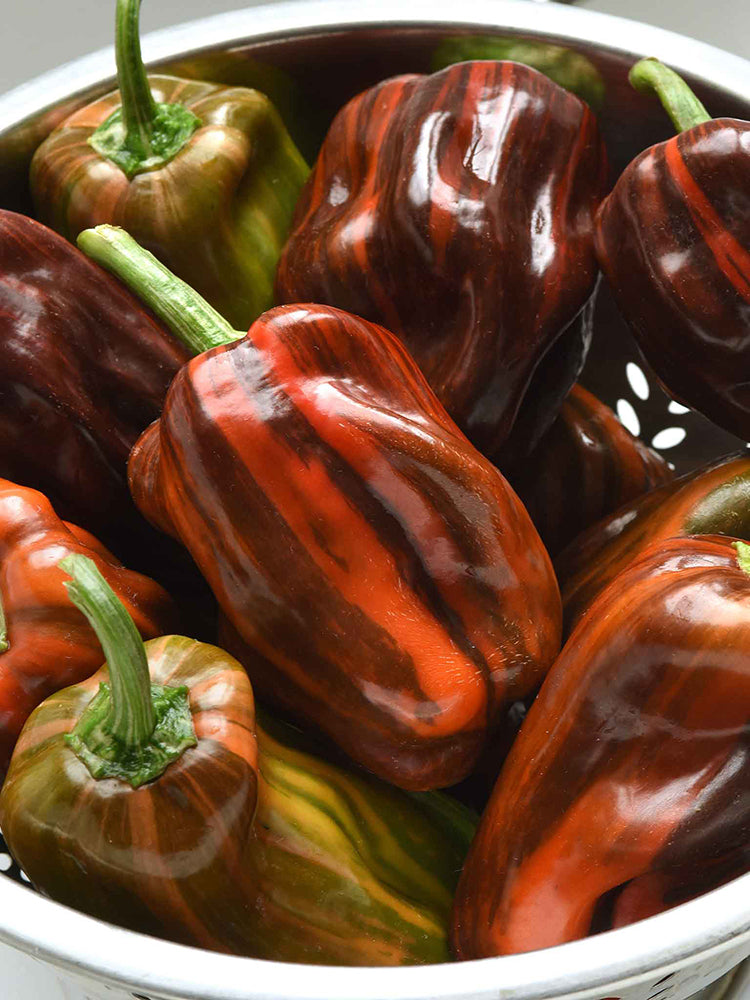 'Candy' Sweet Pepper