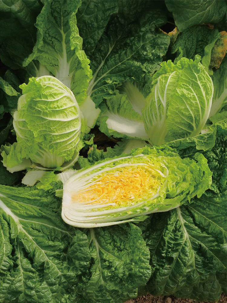 Quanfu Baby Cabbage