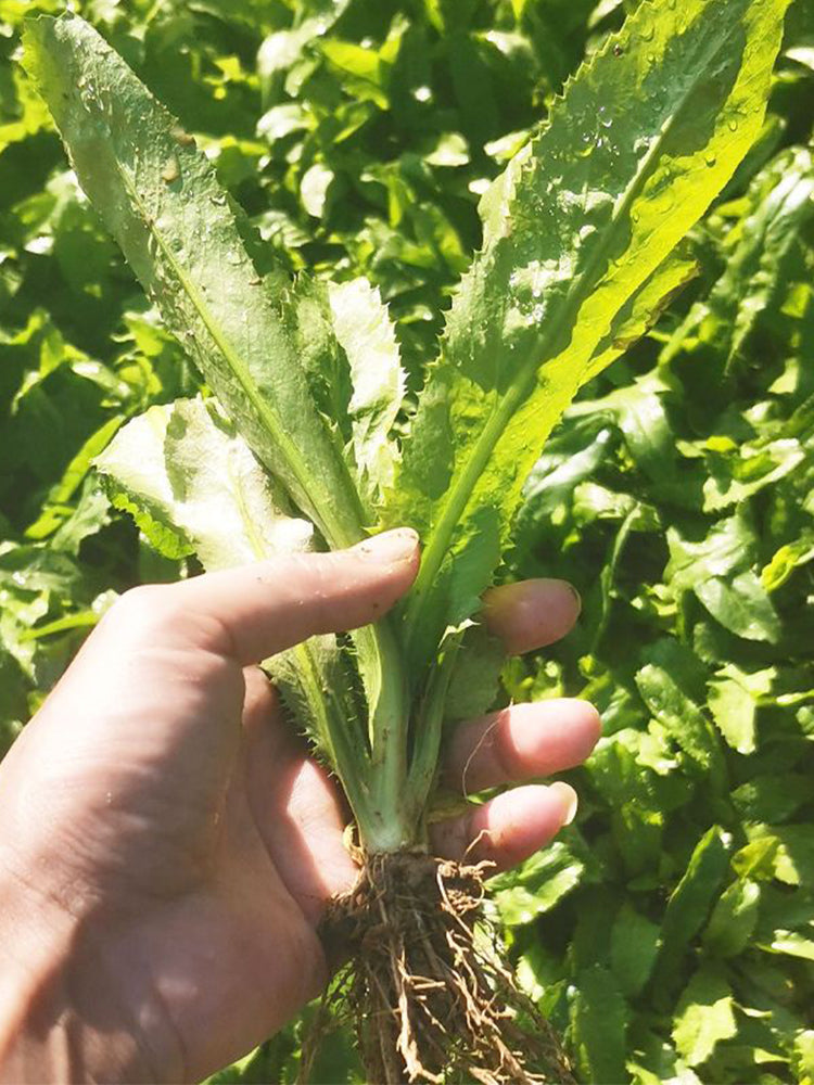 Sawtooth Coriander (Eryngium foetidum)