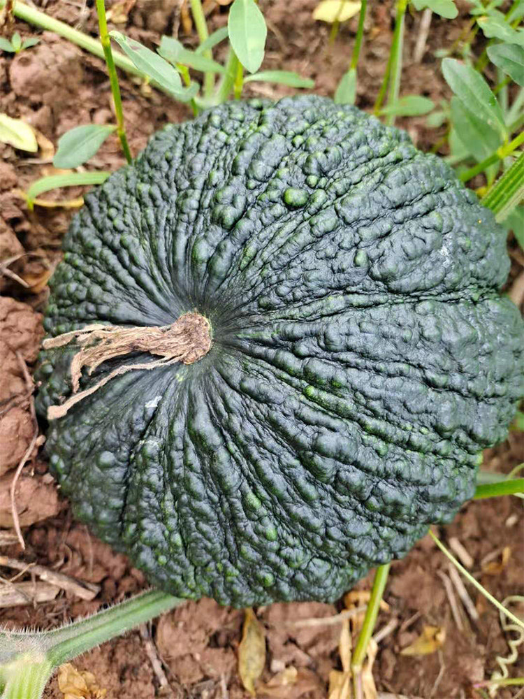 Thai 'Gold Coin' Pumpkins