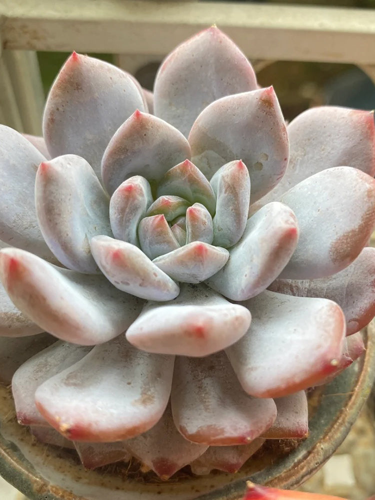 Echeveria cv. 'Starlight Orange'