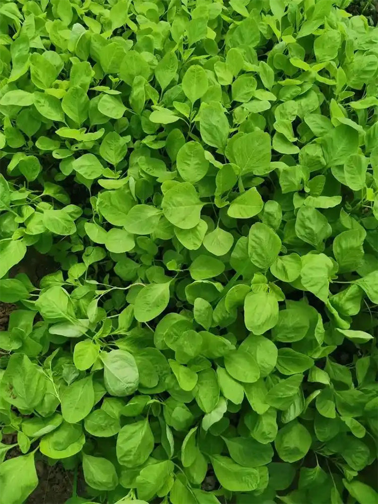'Alishan' White Amaranth
