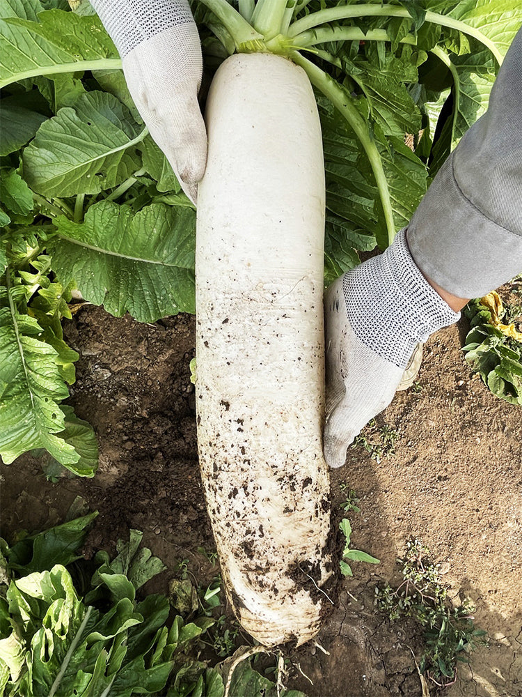 White Jade Radish F1