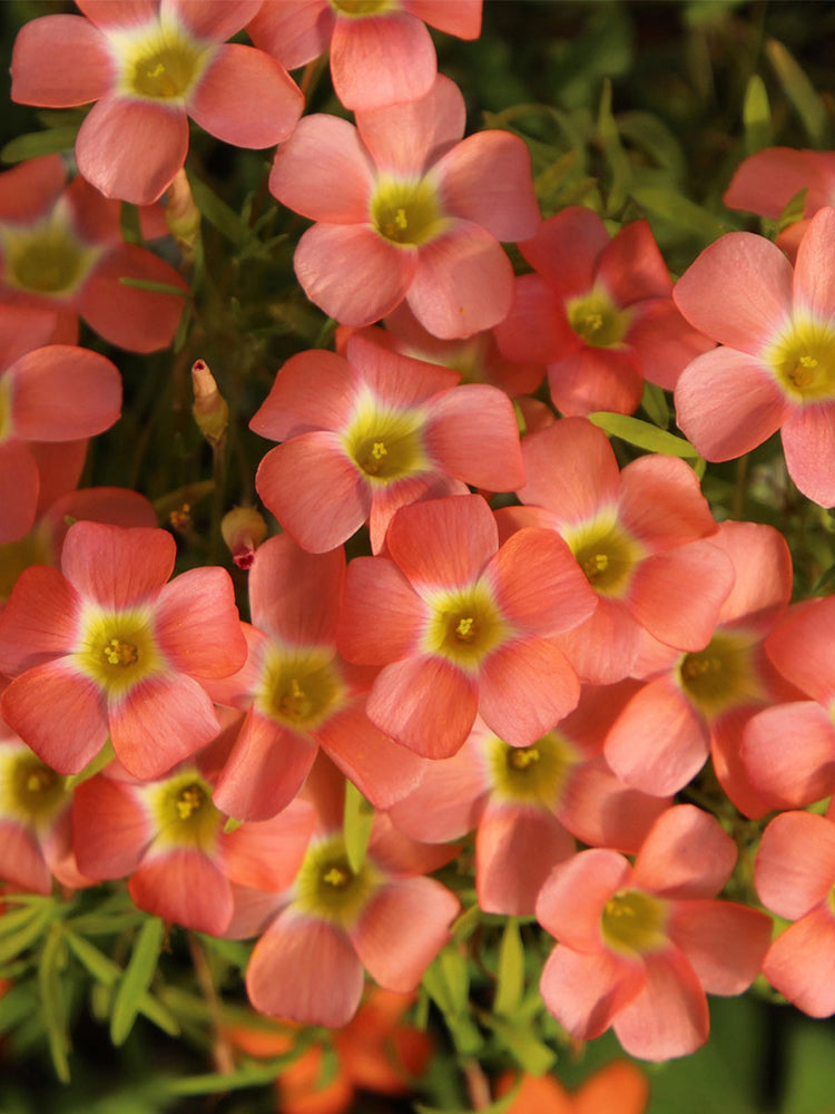 Oxalis 'Rococo'
