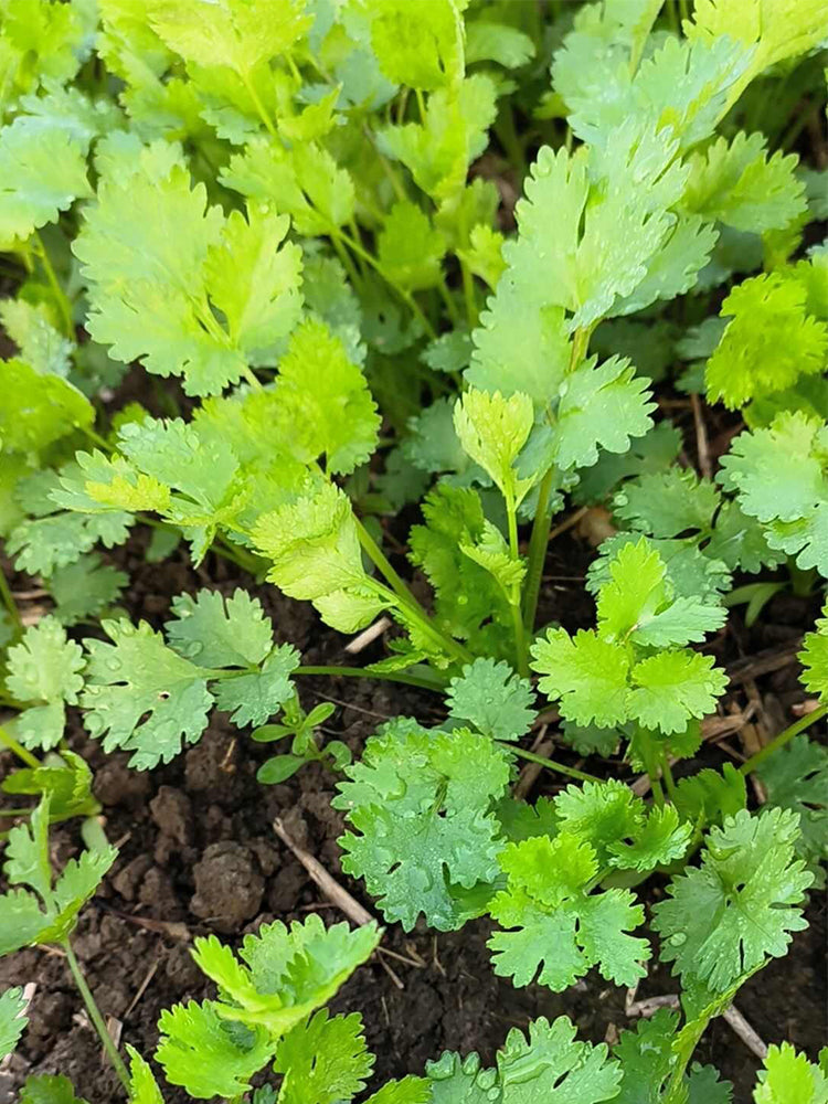 Farmhouse Large-leaf Cilantro