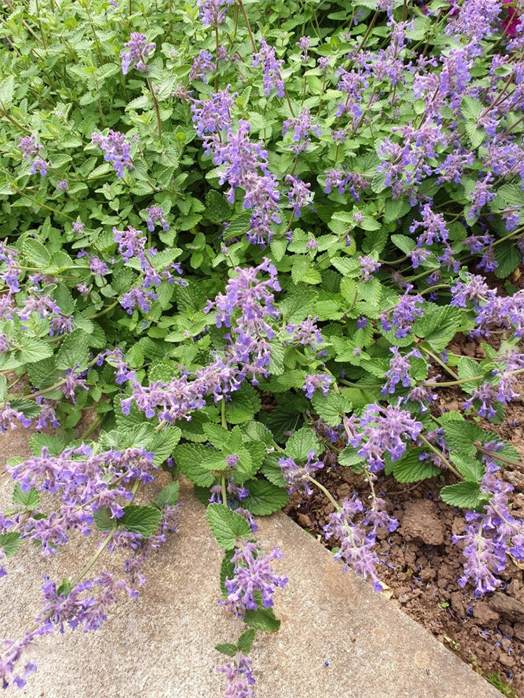 Fragrant Mint (Nepeta × faassenii)